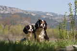 CAVALIER KING CHARLES 664